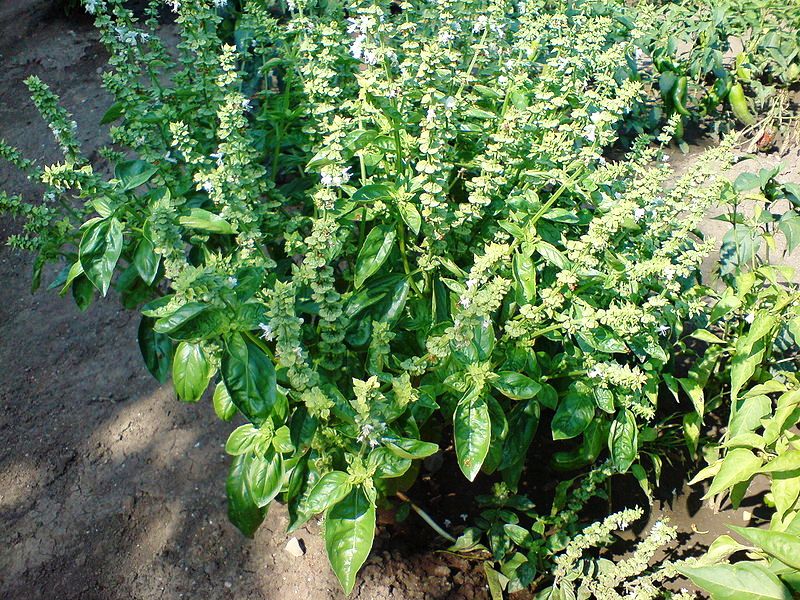 800px-Basil1105